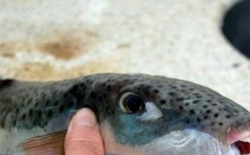 Προσοχή! Μην καταναλώνετε ψάρι λαγοκέφαλο